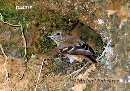 Blue-billed Black Tyrant (Knipolegus cyanirostris)